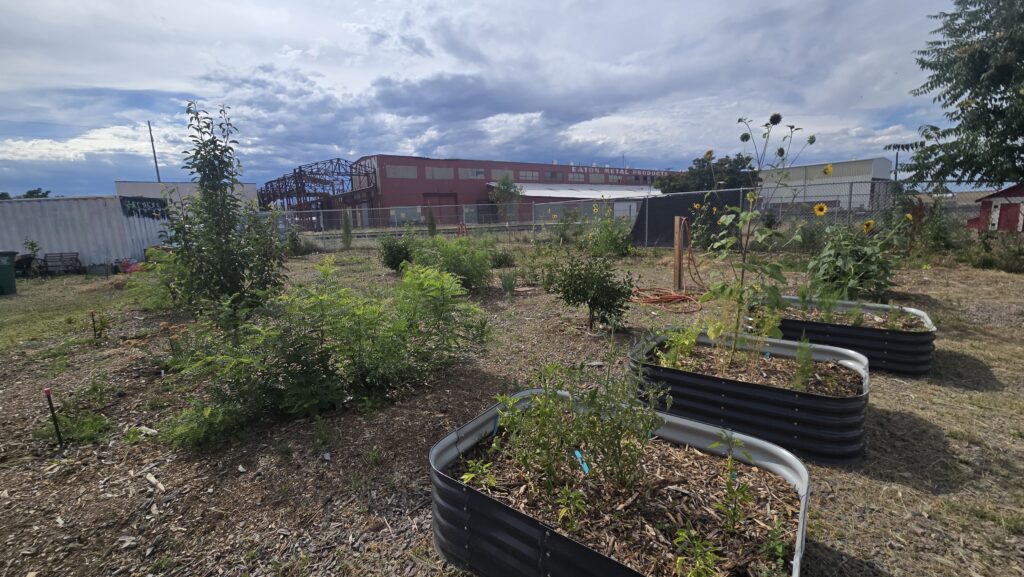 Various short metal garden beds with small new plants and some young trees in the background of a large lot.